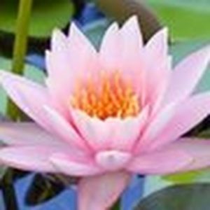 Meet your Posher, Hanh